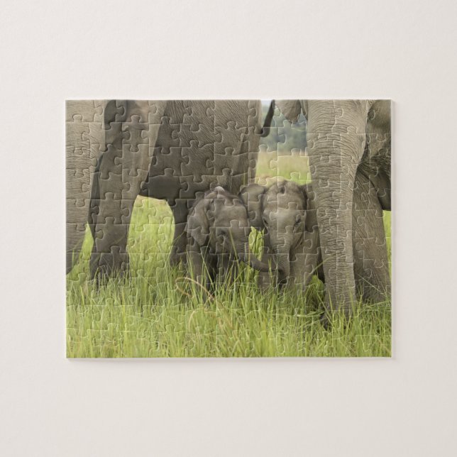 Quebra-cabeça Parque Nacional Corbett, Uttaranchal, Índia. (Horizontal)