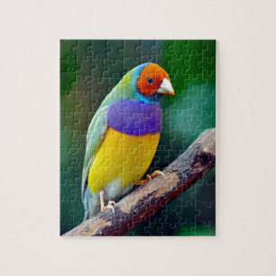 Quebra-cabeça Passarinho gouldian colorido