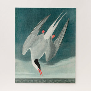 Quebra-cabeça Pássaro Árctico Tern Audubon - Pintura da vida s