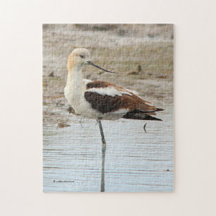 Quebra-cabeça Pássaro Ataque Americano Avocet Wading na Praia