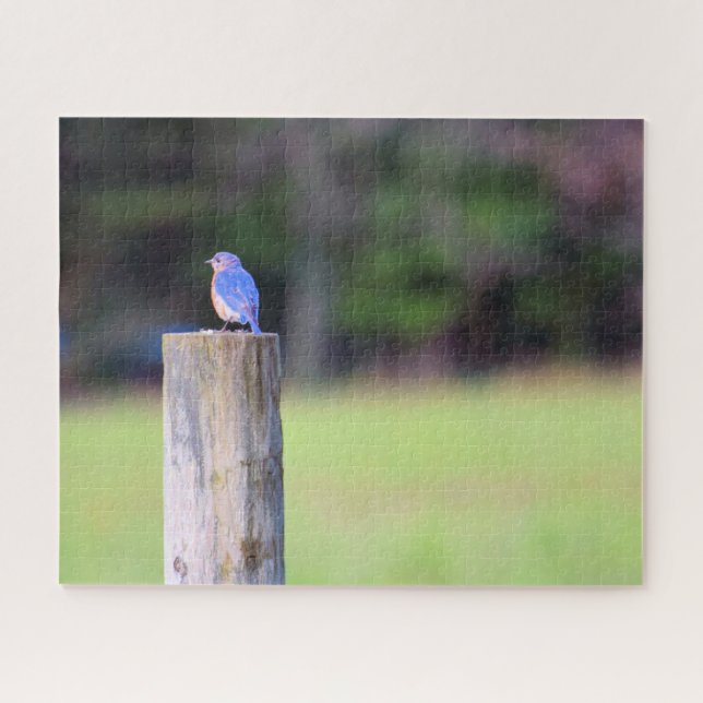 Quebra-cabeça Pássaro azul-montanha - 16x20 polegadas (Horizontal)