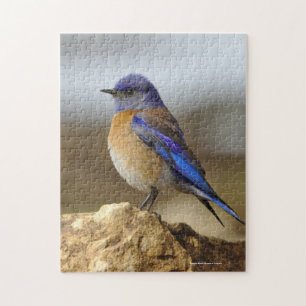 Quebra-cabeça Pássaro, Bluebird,