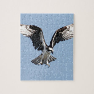 Quebra-cabeça Pássaro bonito do Osprey que procurara pela rapin