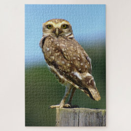 Quebra-cabeça Pássaro Coruja Burro de Pia