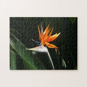 Quebra-cabeça Pássaro da Flor Tropical Laranja do Paraíso