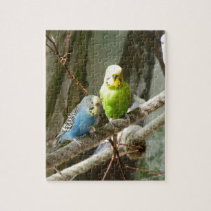 Quebra-cabeça Pássaro de Budgie