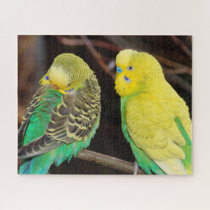 Quebra-cabeça Pássaro de Parakeet do Orçamento Inglês