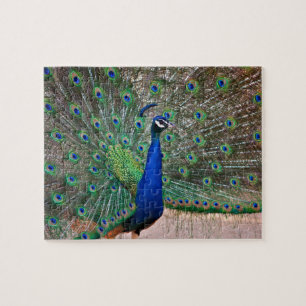 Quebra-cabeça Pássaro do pavão na exposição completa