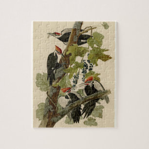 Quebra-cabeça Pássaro Woopecker Pileado de Audubon Vintage