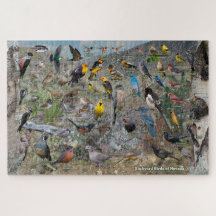 Pássaros do quintal de Nevada