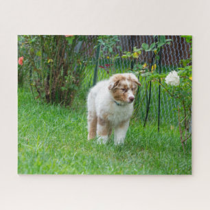 Quebra-cabeça Pastor australiano Red Merle