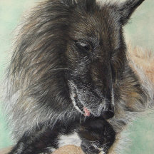 pastor da bélgica gatinho preto