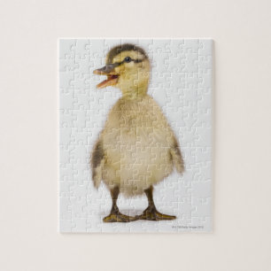 Quebra-cabeça Patinho do pato selvagem (platyrhynchos dos Anas)