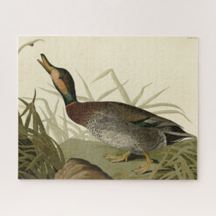 Quebra-cabeça Pato bemaculado (de cerveja), Pássaros de Audubon 