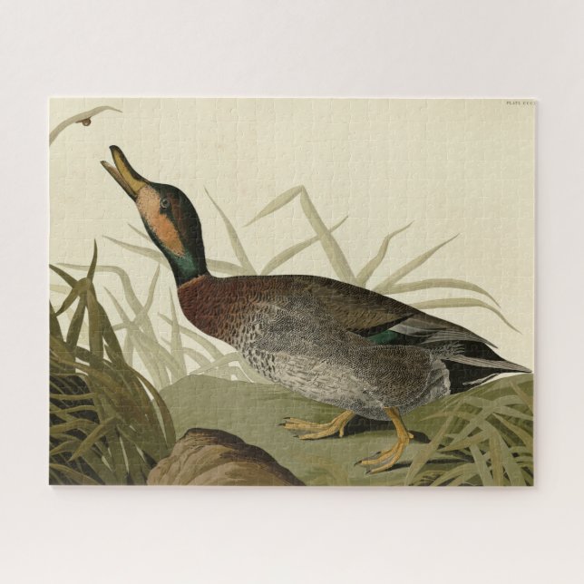 Quebra-cabeça Pato bemaculado (de cerveja), Pássaros de Audubon  (Horizontal)