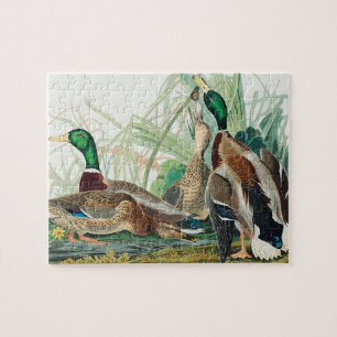 Quebra-cabeça Pato de Mallard de Birds of America (Audubon)