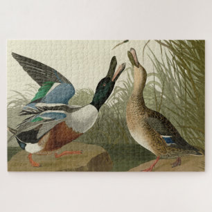 Quebra-cabeça Pato de Shoveller - das Aves da América de Audubon