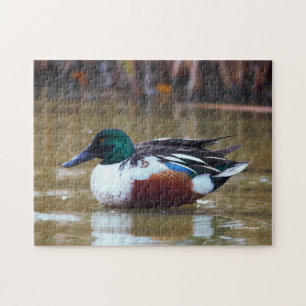 Quebra-cabeça Pato do norte Shoveler no Pond
