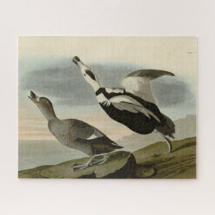 Quebra-cabeça Pato-Pinto (Pato Labrador) Aves de Audubon da Amér