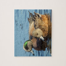 Patos de Widgeon Americanos (Drake e Hen)