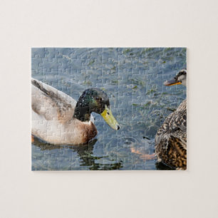 Quebra-cabeça Patos masculinos e femininos num lago