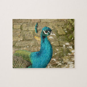 Quebra-cabeça Pavão Belo Pássaro Azul Fotografia