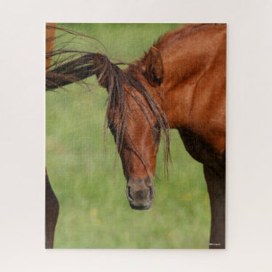Quebra-cabeça Pé de Warmblood Chestnut com Cauda na Cabeça