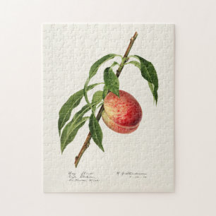 Quebra-cabeça Peach (Prunus Persica) Fruta Watercolor Painting
