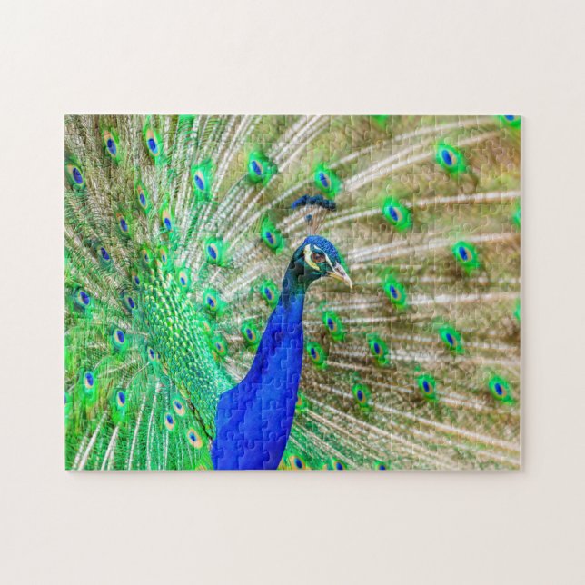 Quebra-cabeça Peacock Plumage (Horizontal)