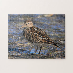 Quebra-cabeça Pecuária Sandpiper surpreendente na praia
