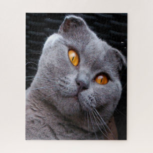 Quebra-cabeça Pedigree do Gato Scottish Fold