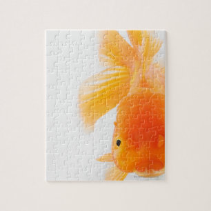 Quebra-cabeça Peixe-dourado-cabeça-de-laranja (Carassius auratus