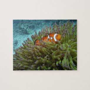 Quebra-cabeça Peixe-palhaço-ocidental (Amphiprion ocellaris)