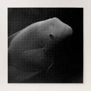 Quebra-cabeça Peixes em Tanque - Fotografia de Arte