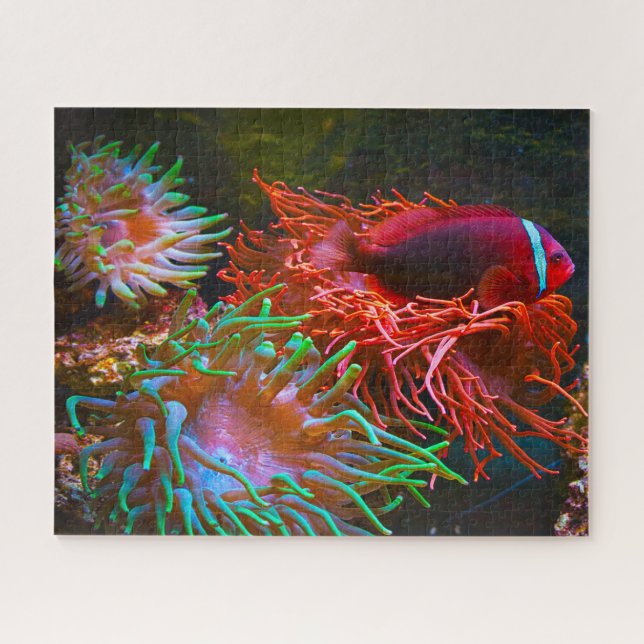 Quebra-cabeça Peixes Tropicais (Horizontal)