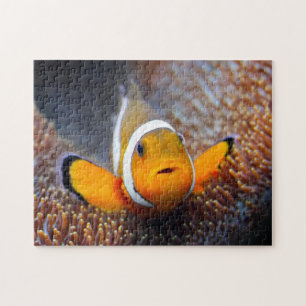 Quebra-cabeça Peixes tropicais do recife - Clownfish