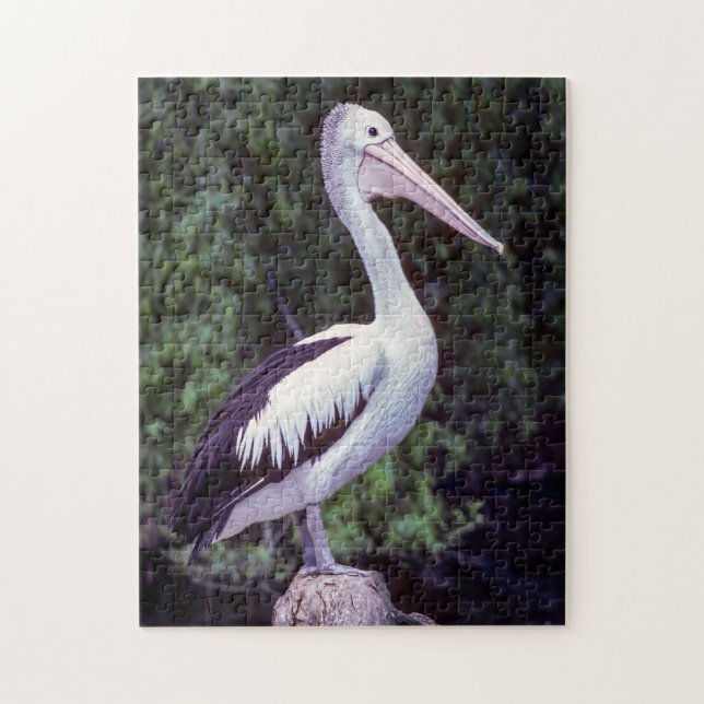 Quebra-cabeça Pelican em um galho, Tasmânia - Austrália (Vertical)