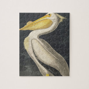 Quebra-cabeça Pelicano Branco Americano do Birds da América