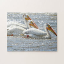 Pelicanos americanos nadando no Mississippi Rive