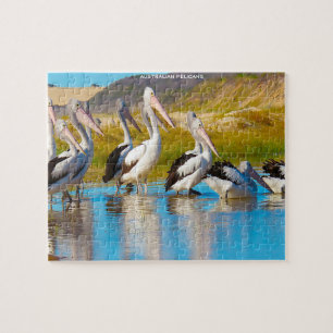 Quebra-cabeça Pelicanos Australianos