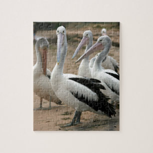 Quebra-cabeça Pelicanos australianos na ilha Phillip