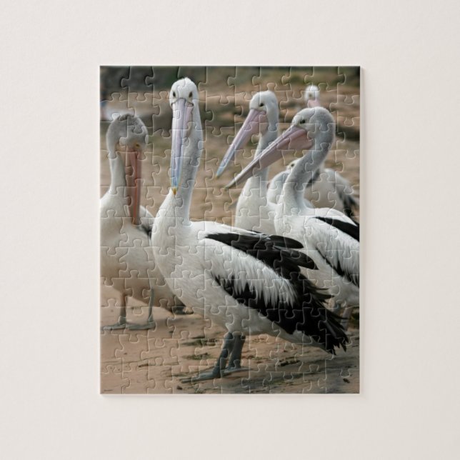 Quebra-cabeça Pelicanos australianos na ilha Phillip (Vertical)