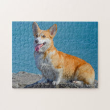 Pembroke Welsh Corgi - Cão Puppi