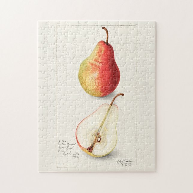 Quebra-cabeça Pera (Pyrus Communis) Fruta Moleração de Aquarelas (Vertical)