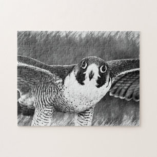 Quebra-cabeça Peregrine Falcon