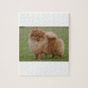 Quebra-cabeça Perfeição de Pomeranian,