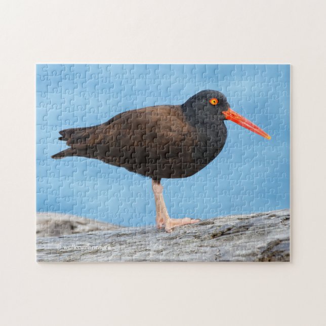 Quebra-cabeça Perfil de um Oystercatcher Preto (Horizontal)