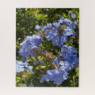 Quebra-cabeça Periwinkle Cape Plumbago, Oakland