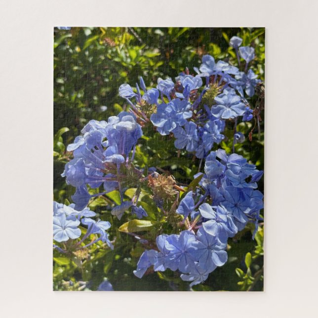 Quebra-cabeça Periwinkle Cape Plumbago, Oakland (Vertical)
