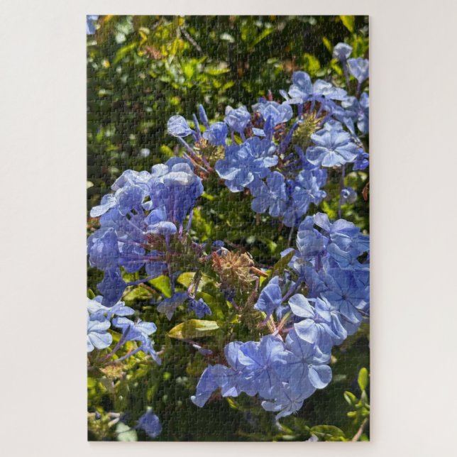 Quebra-cabeça Periwinkle Cape Plumbago, Oakland (Vertical)